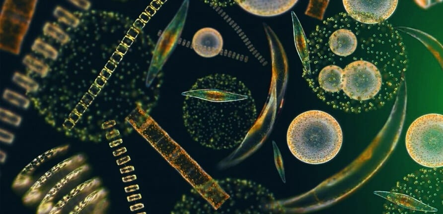 microalgas-microscopico