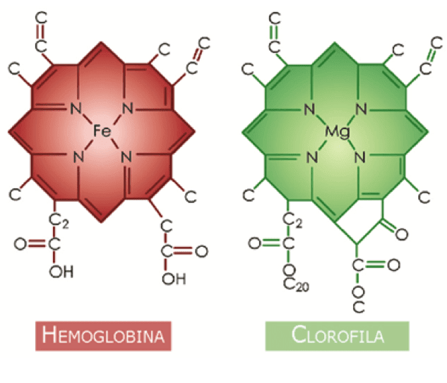 clorofila : molécula